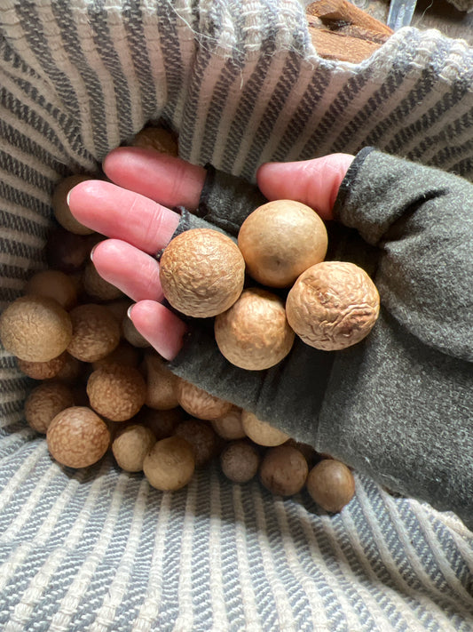 Oak Galls